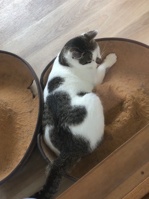 猫カフェキャリコ